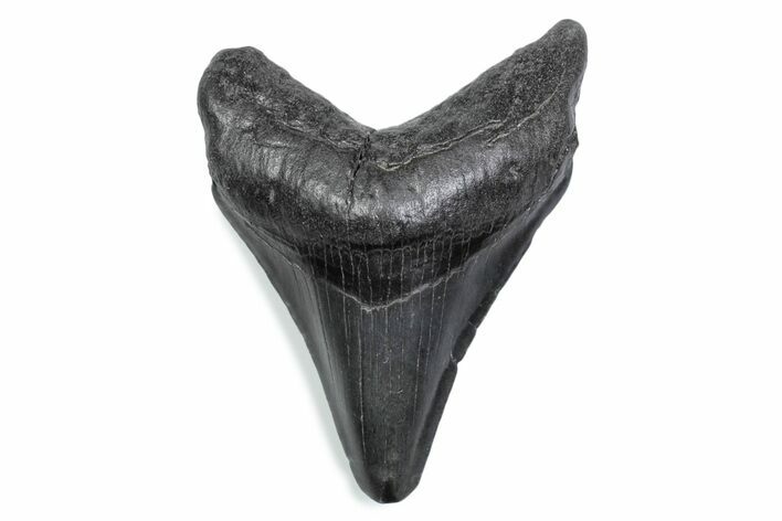Fossil Megalodon Tooth - South Carolina #370477